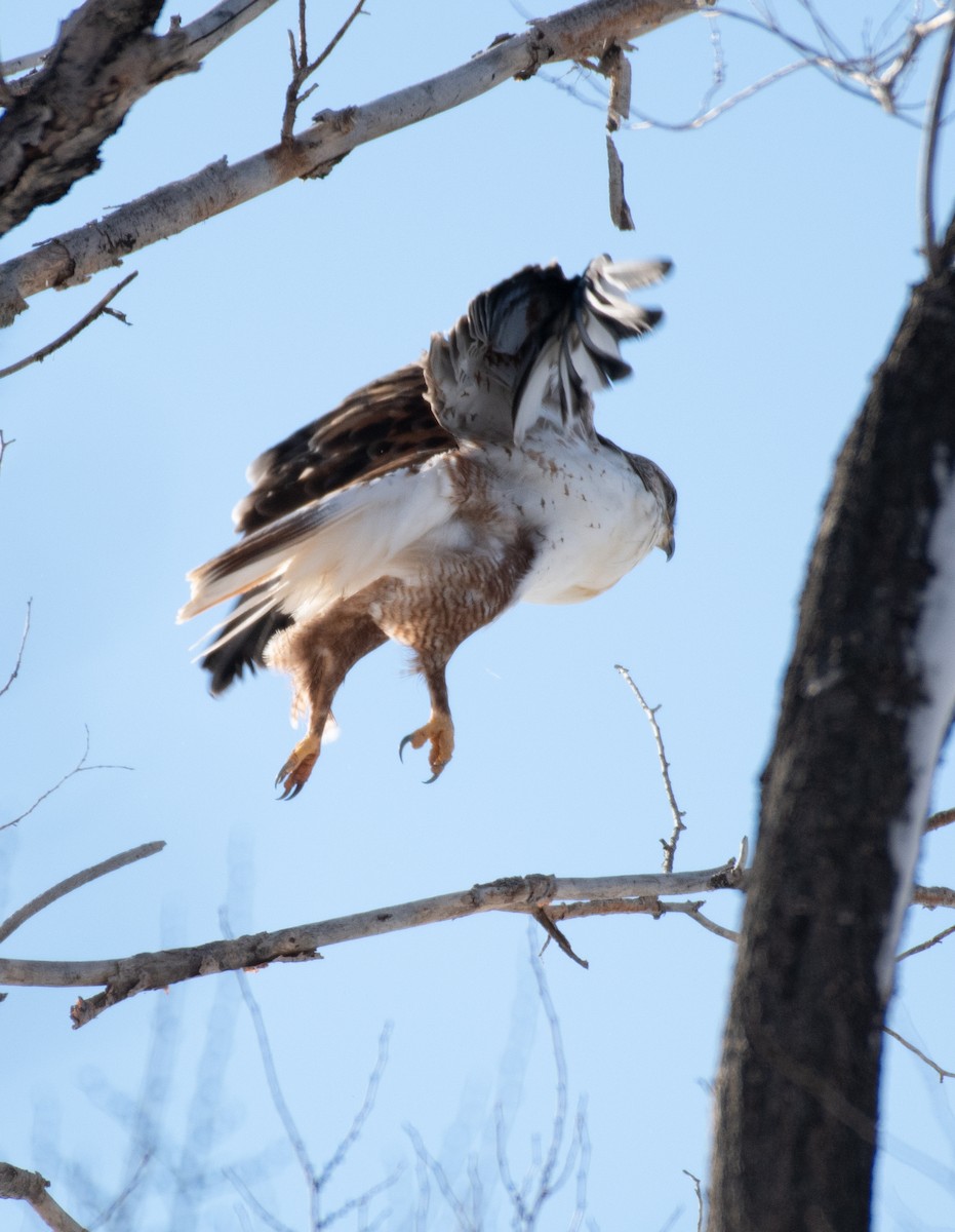 Ferruginous Hawk - ML525725571