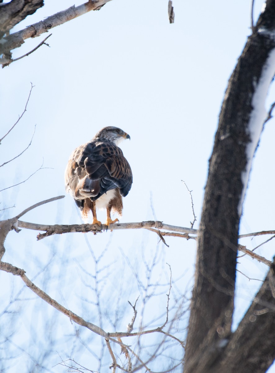 Ferruginous Hawk - ML525725651