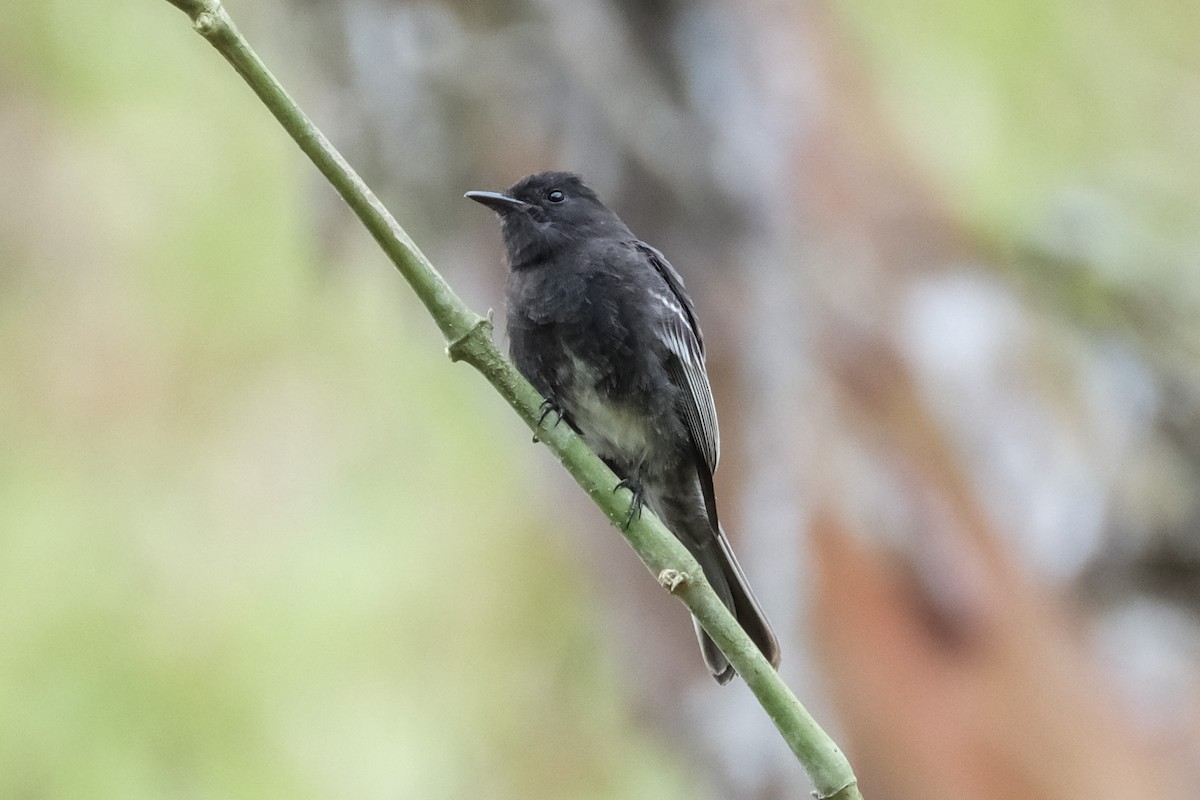 Black Phoebe - ML525725881