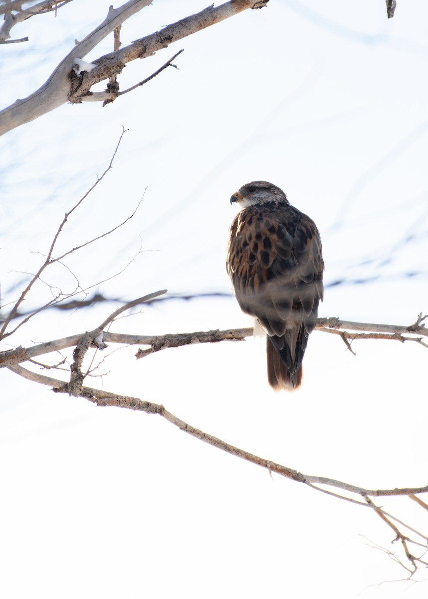 Ferruginous Hawk - ML525725951