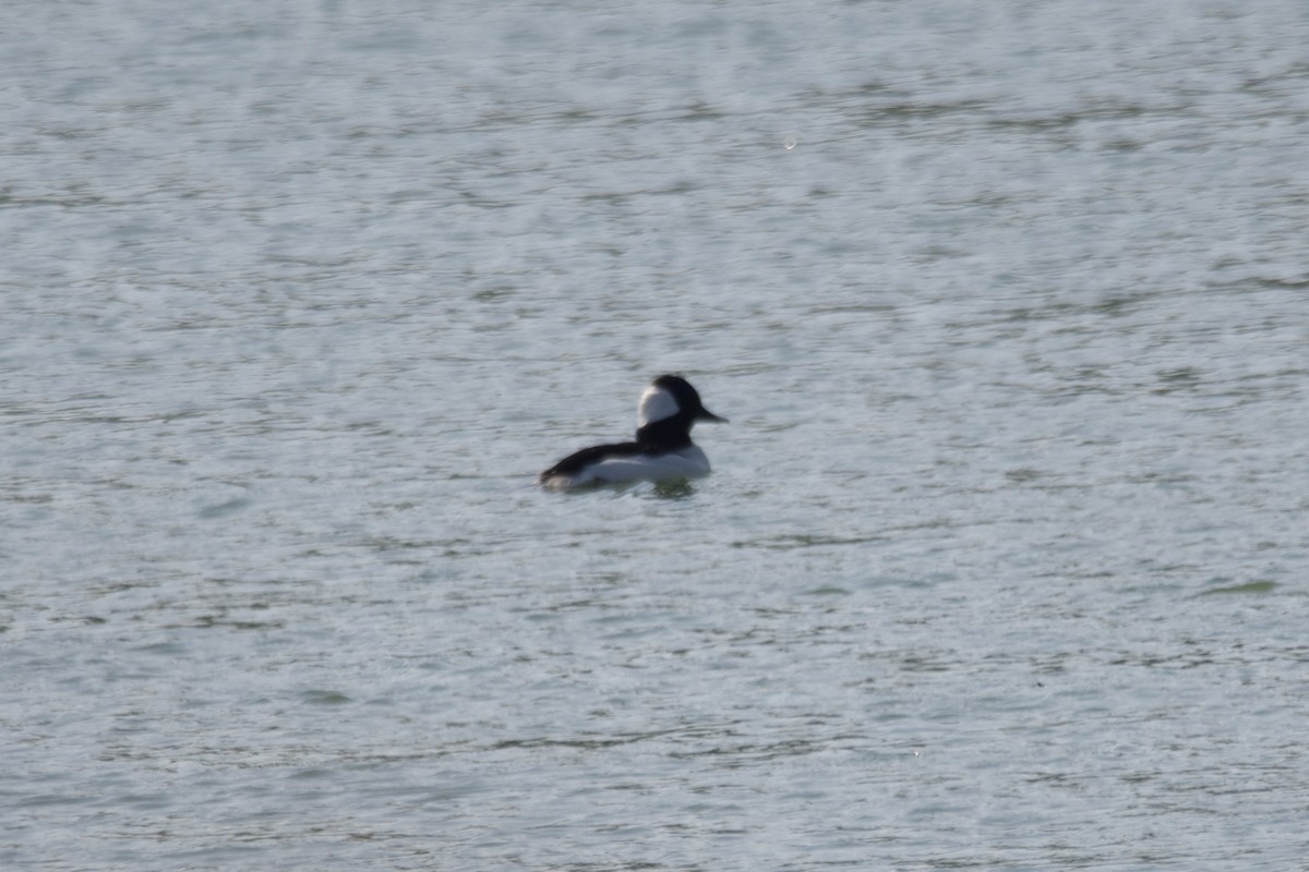 Bufflehead - ML525725971