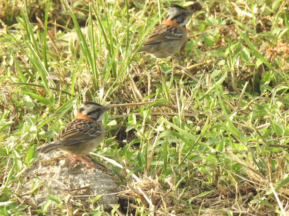 Rufous-collared Sparrow - ML525726071