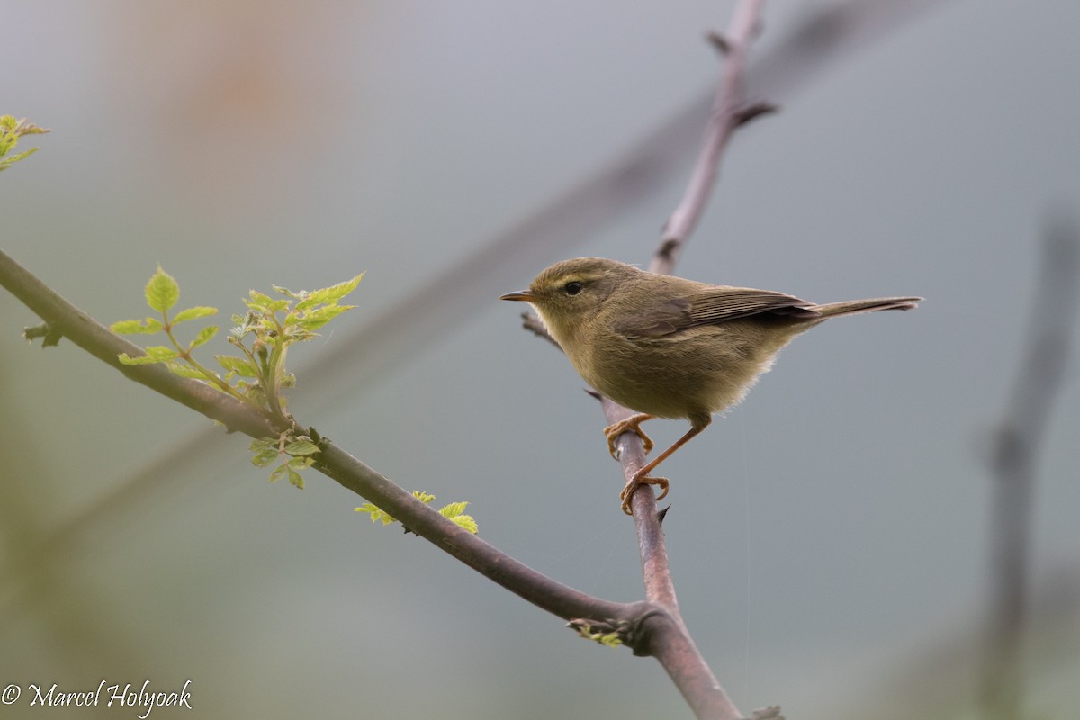 Yellow-streaked Warbler - ML525726301