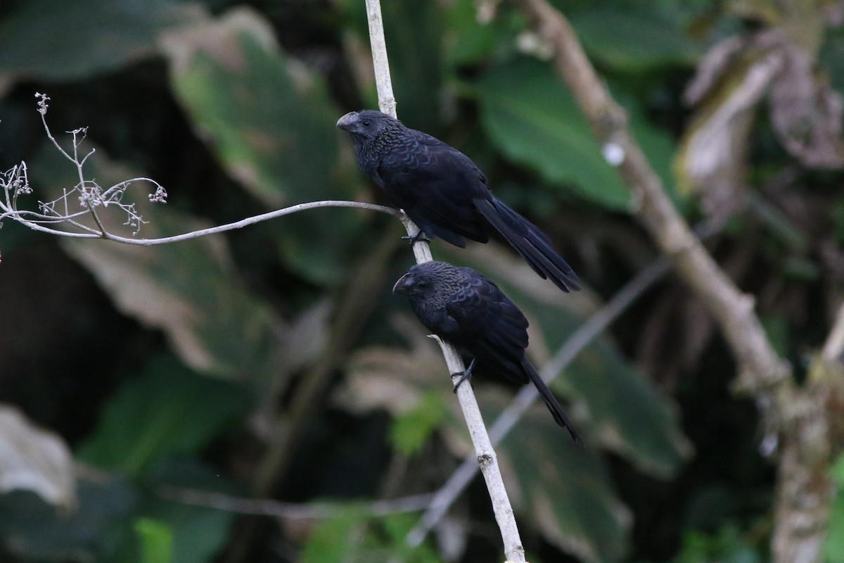 Smooth-billed Ani - ML525726321