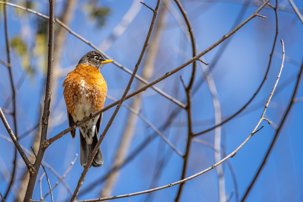 American Robin - ML525726851