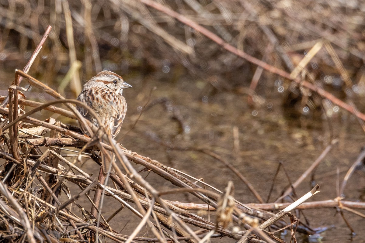 Song Sparrow - ML525726981