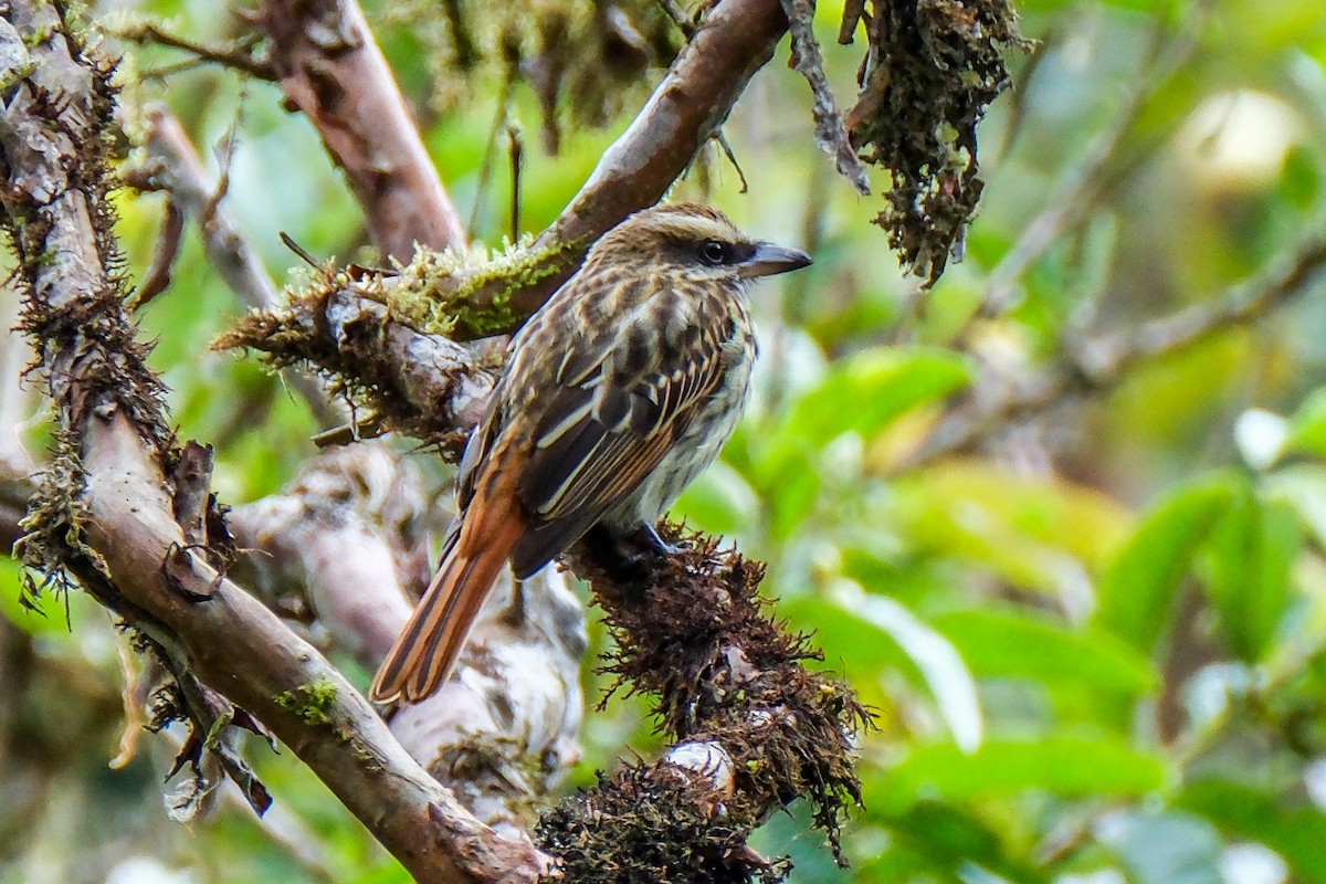Streaked Flycatcher - ML525727421