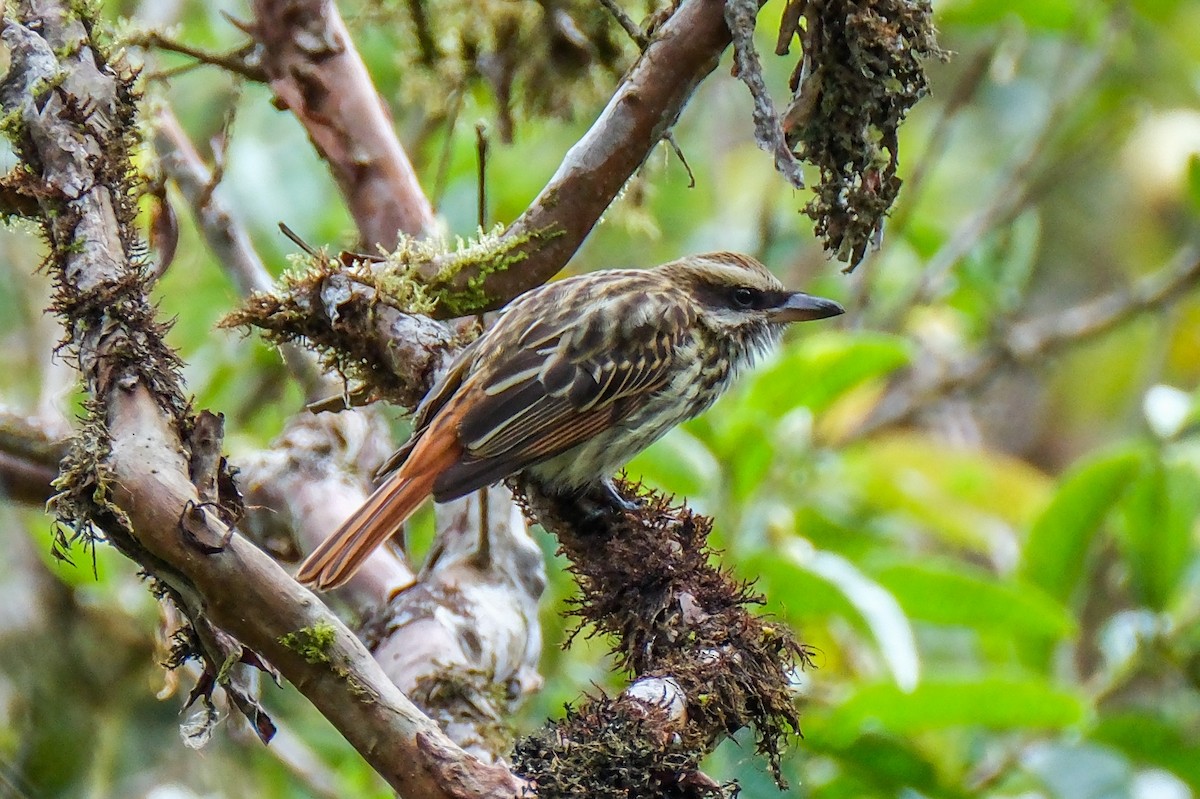 Streaked Flycatcher - ML525727431