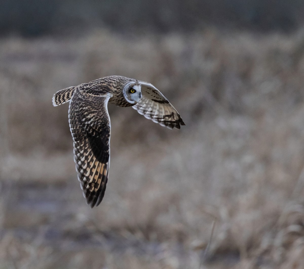 Short-eared Owl - Ken Pitts