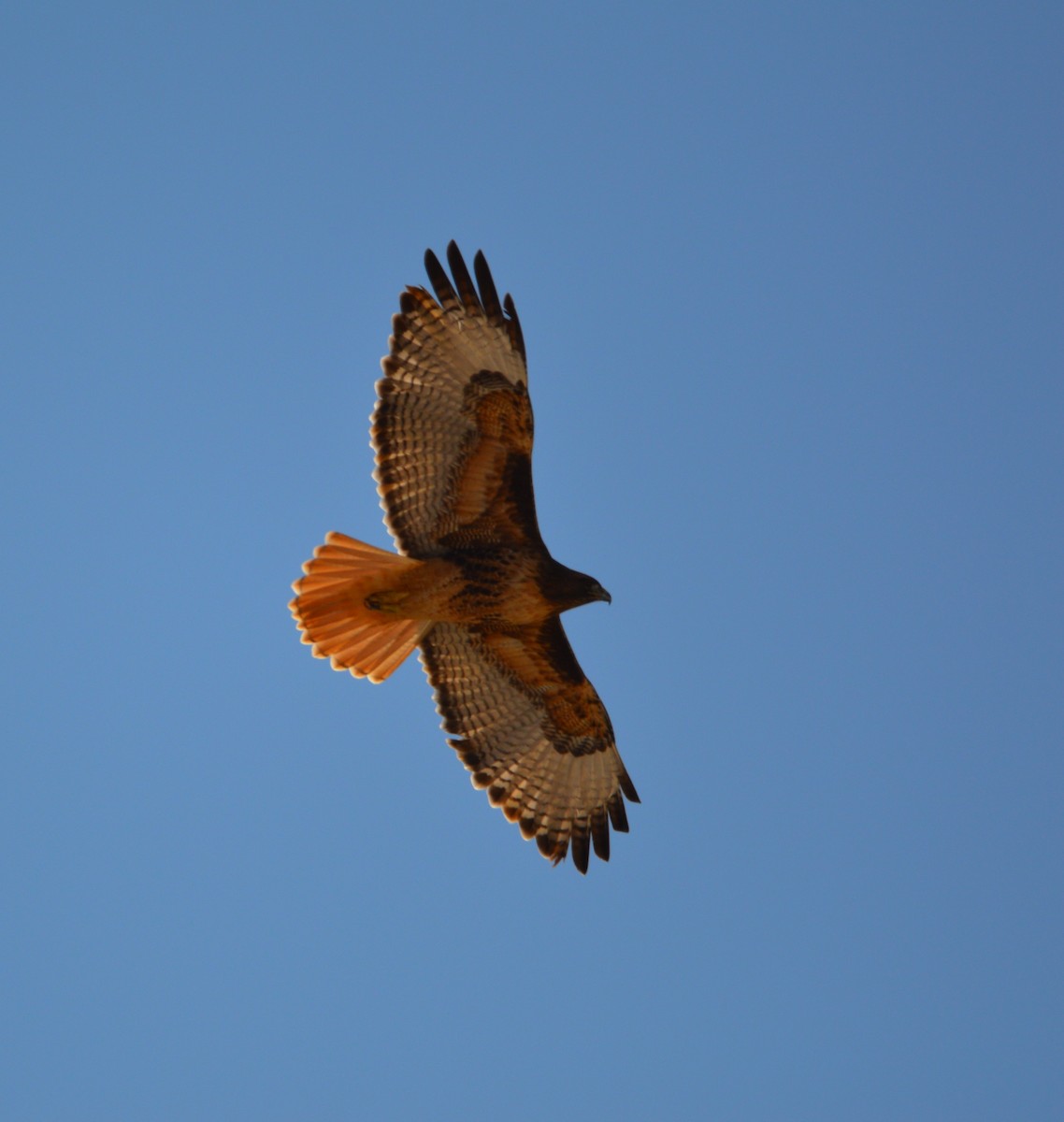 Red-tailed Hawk - Lael Rudisill