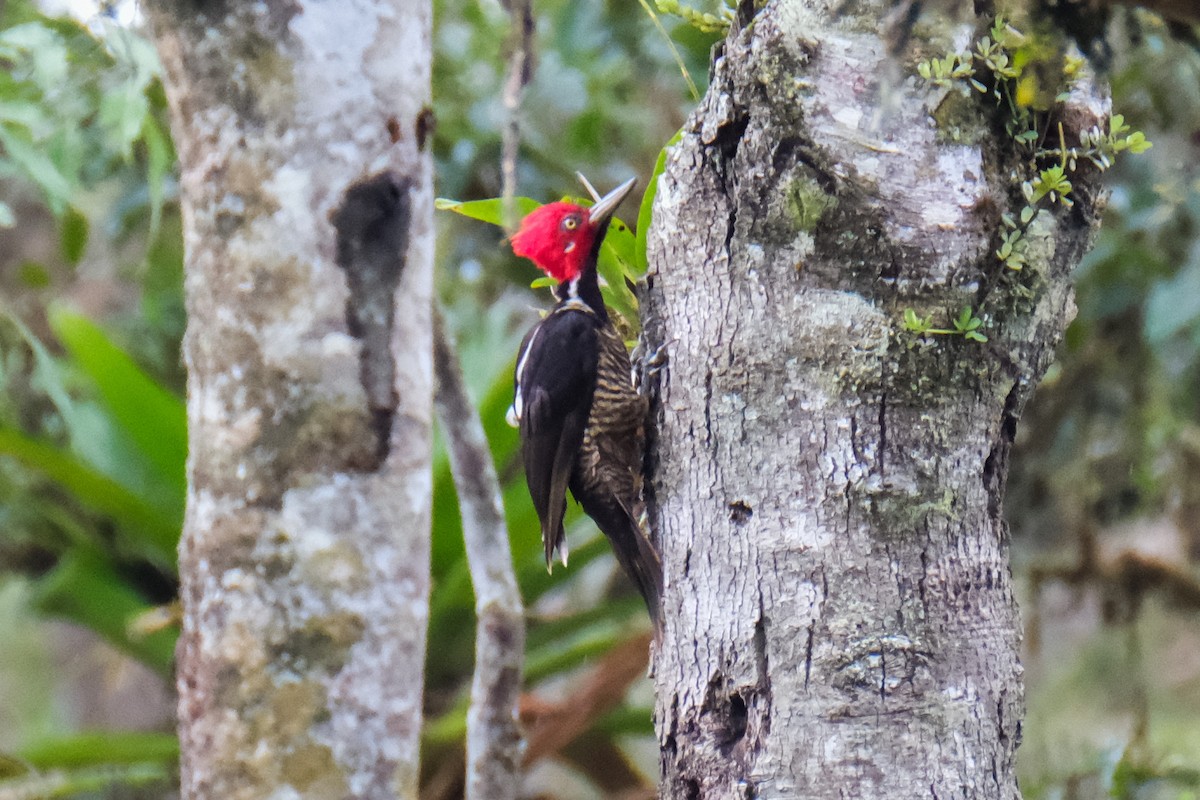 Guayaquil Woodpecker - ML525728001