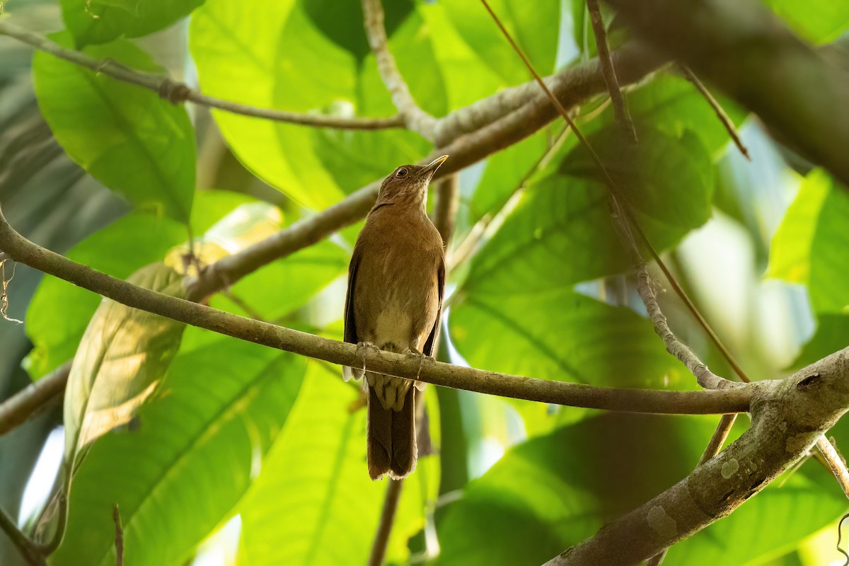 Varzea Thrush - ML525728281