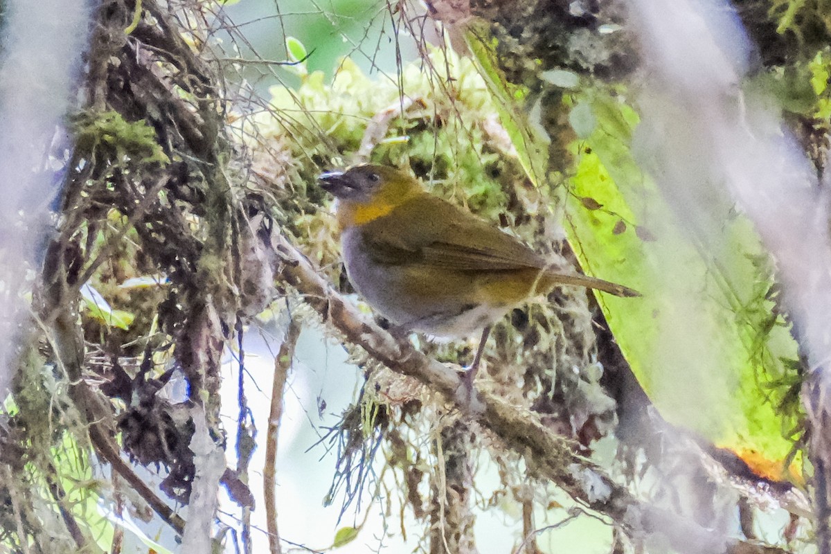 Yellow-throated Chlorospingus - ML525728591