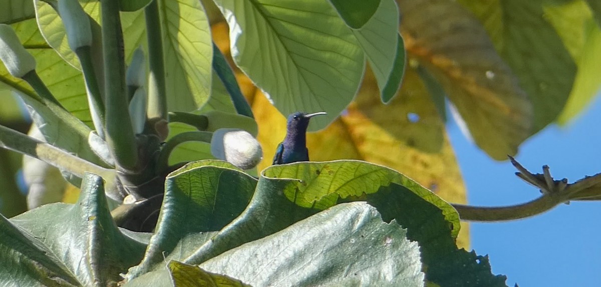 Sapphire-throated Hummingbird - Roberto  Garrigues