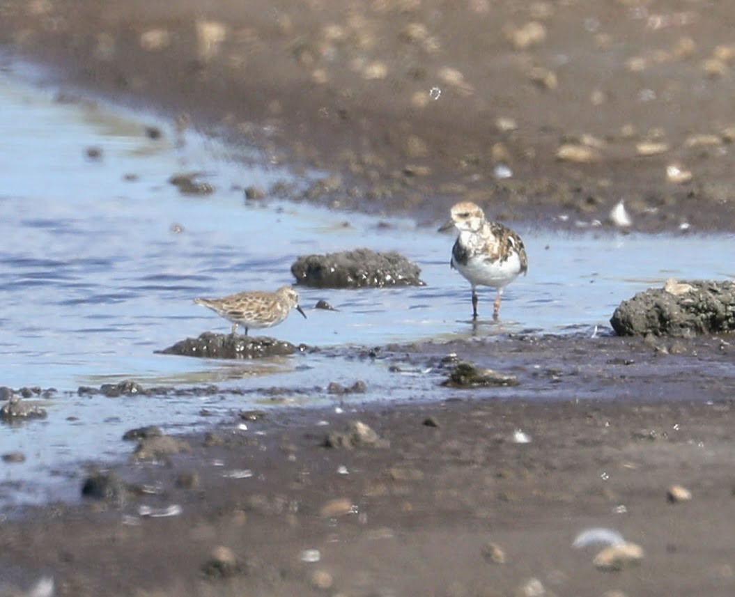 Least Sandpiper - ML525730091