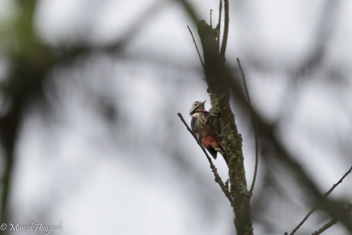 Necklaced Woodpecker - ML525730221