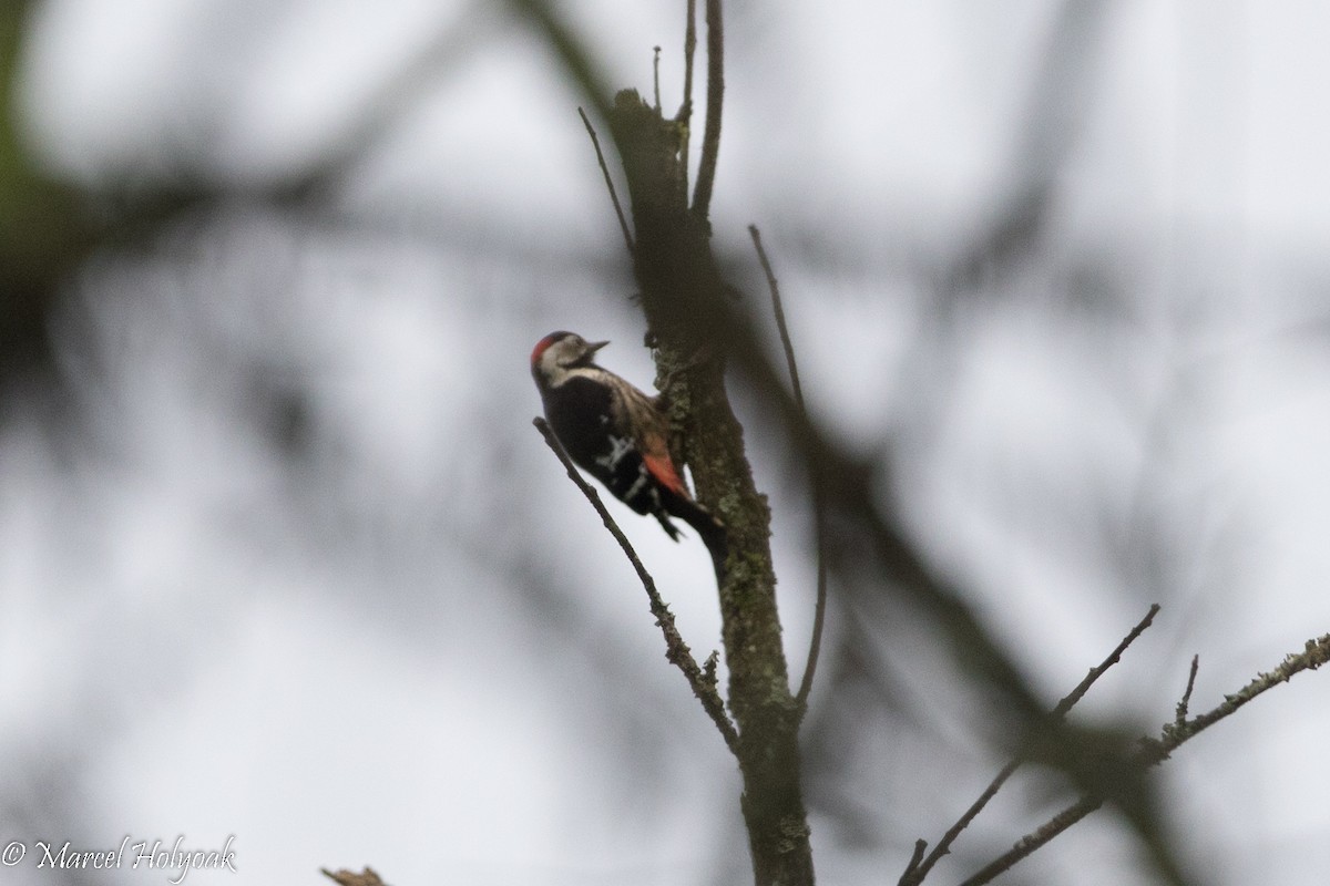 Necklaced Woodpecker - ML525730231