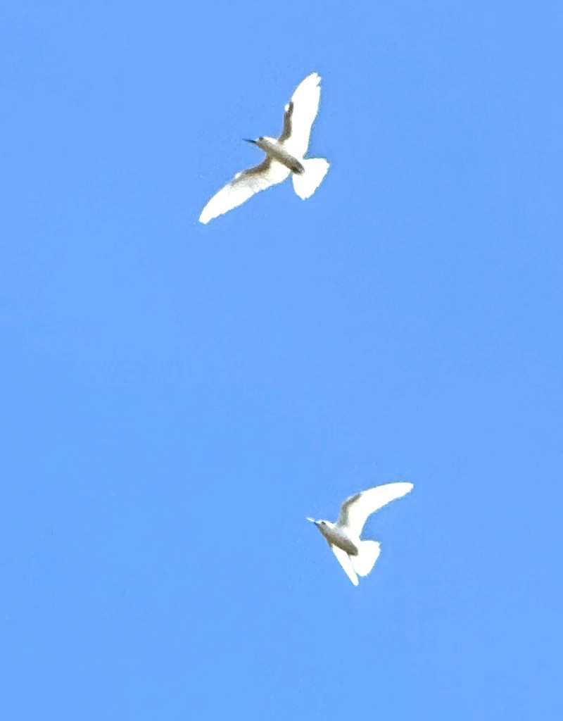 White Tern - Linda Rickerson