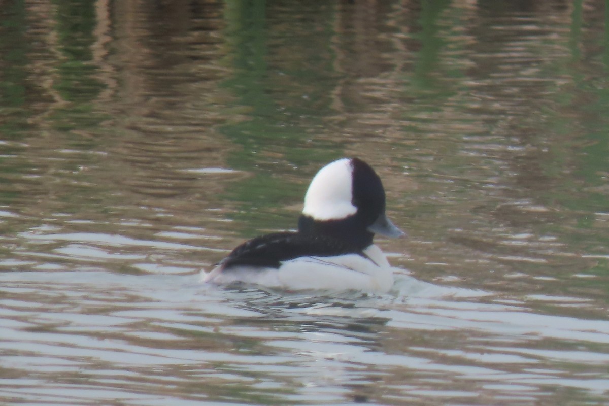 Bufflehead - ML525730321