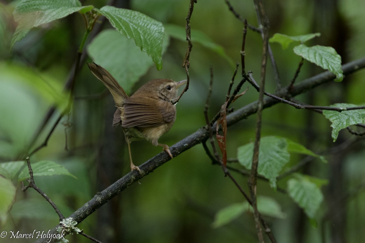 Brownish-flanked Bush Warbler - ML525730371
