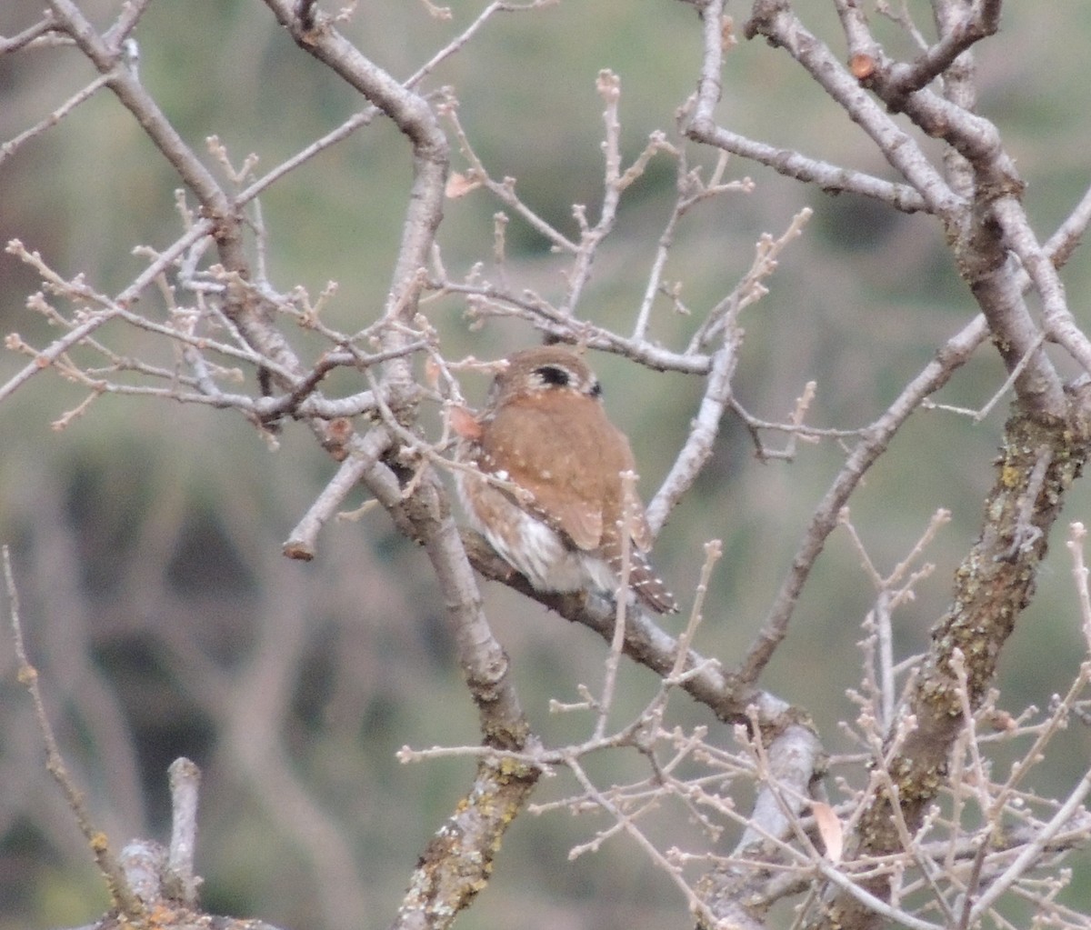Northern Pygmy-Owl - ML52573041