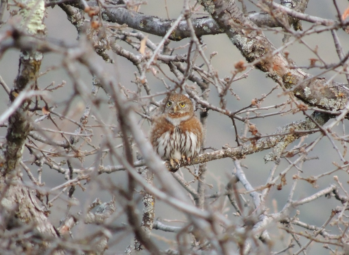 Northern Pygmy-Owl - ML52573051