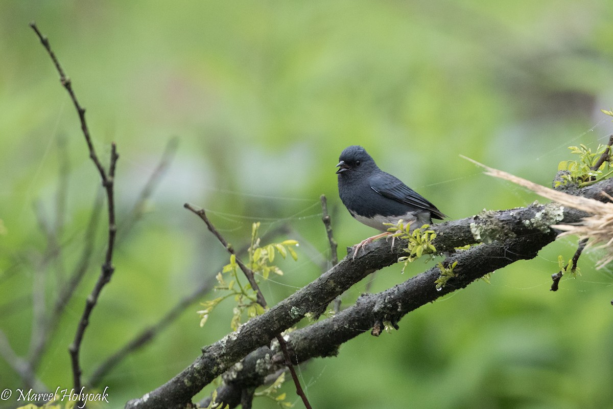 Slaty Bunting - ML525730521