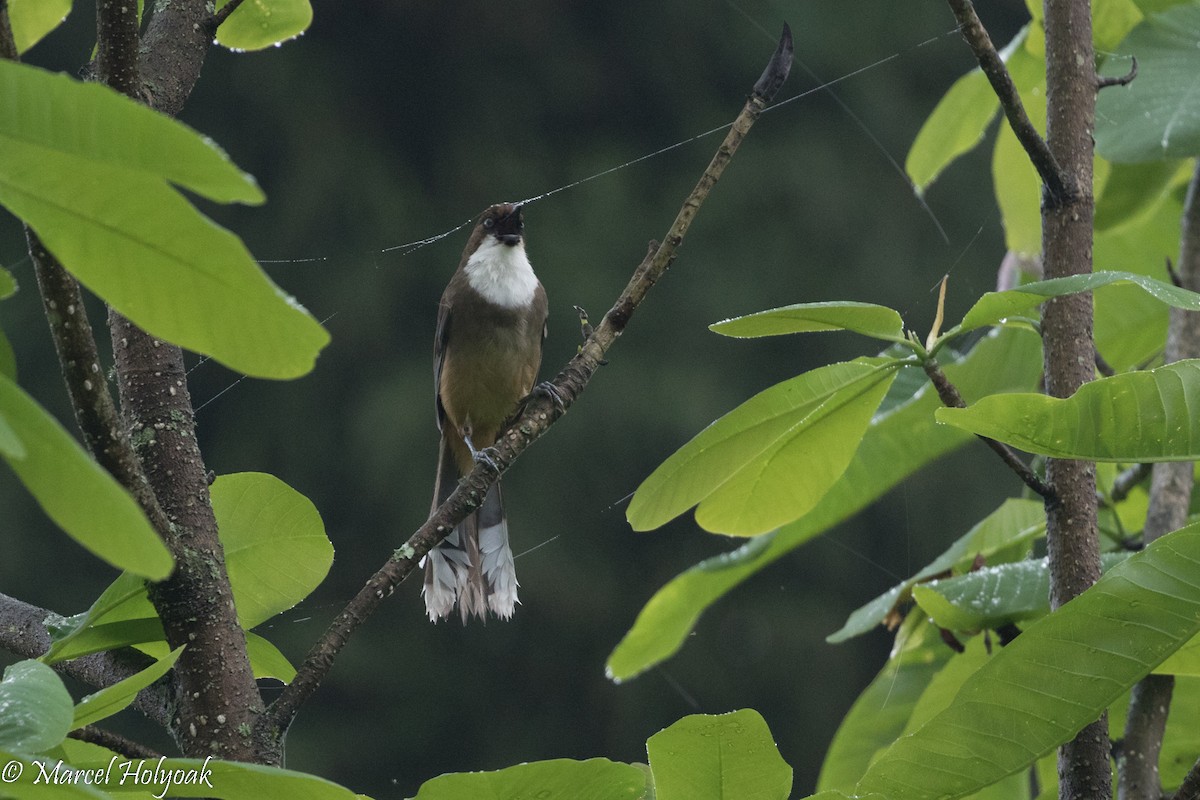 White-throated Laughingthrush - ML525730961