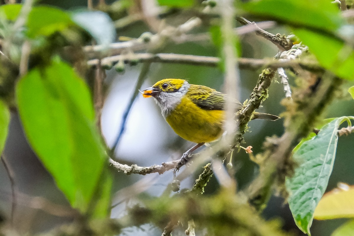 Silver-throated Tanager - ML525731011