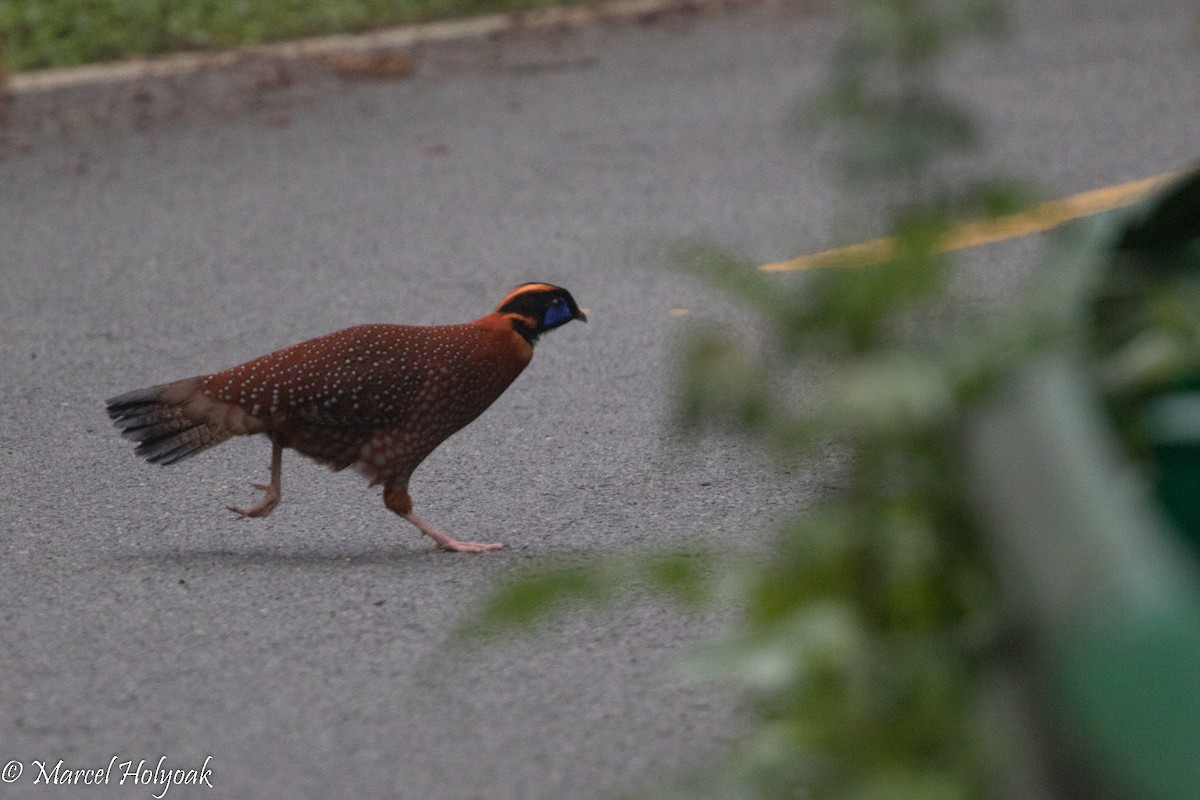 Tragopan de Temminck - ML525731171