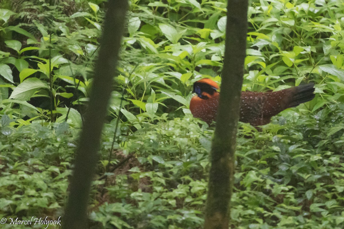 Temminck's Tragopan - ML525731181