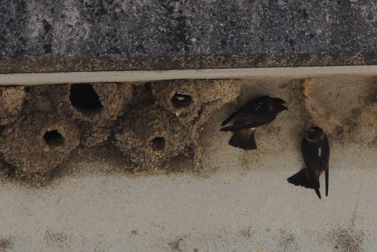 Cliff Swallow - ML52573181