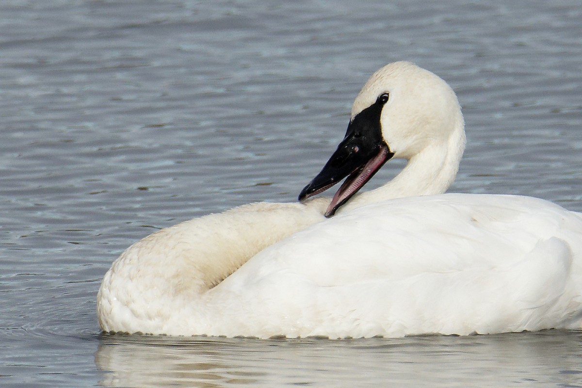 Trumpeter Swan - ML525735941