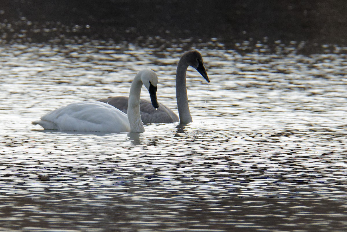 Trumpeter Swan - ML525735971