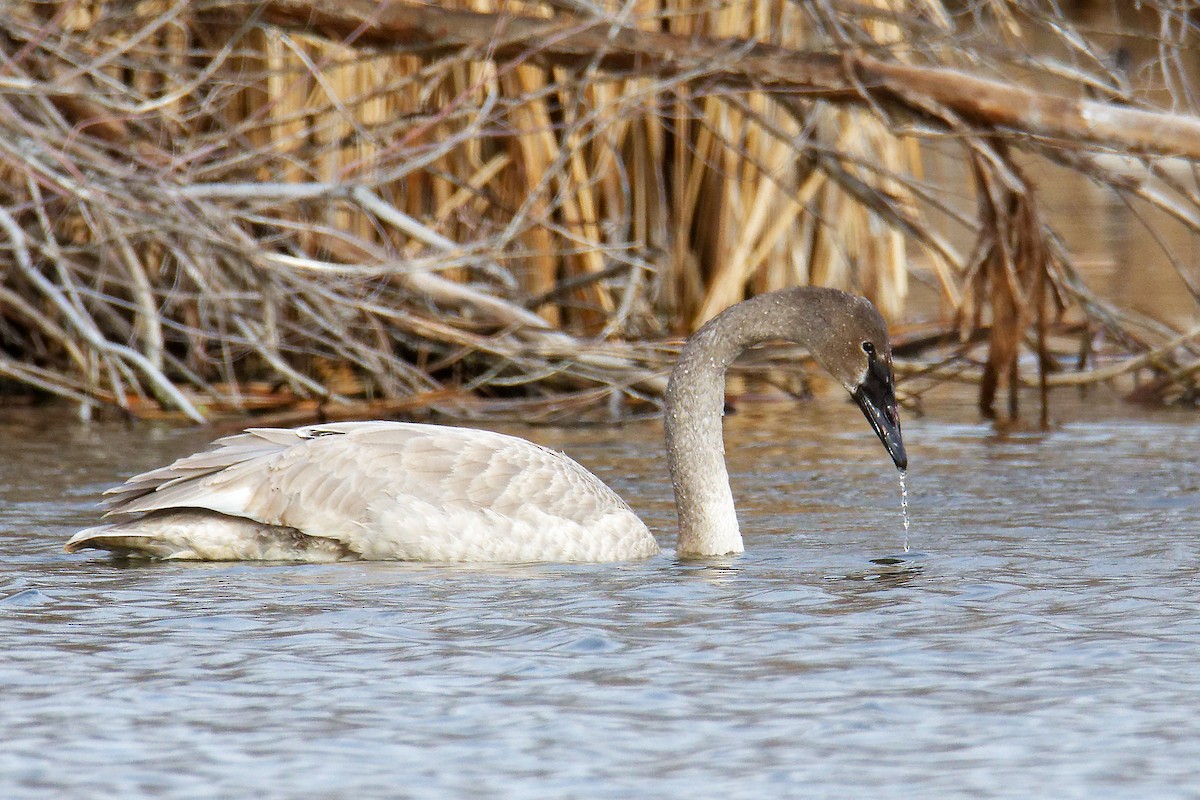 Trumpeter Swan - ML525735981