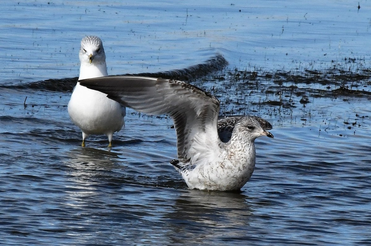 Ring-billed Gull - ML525736031