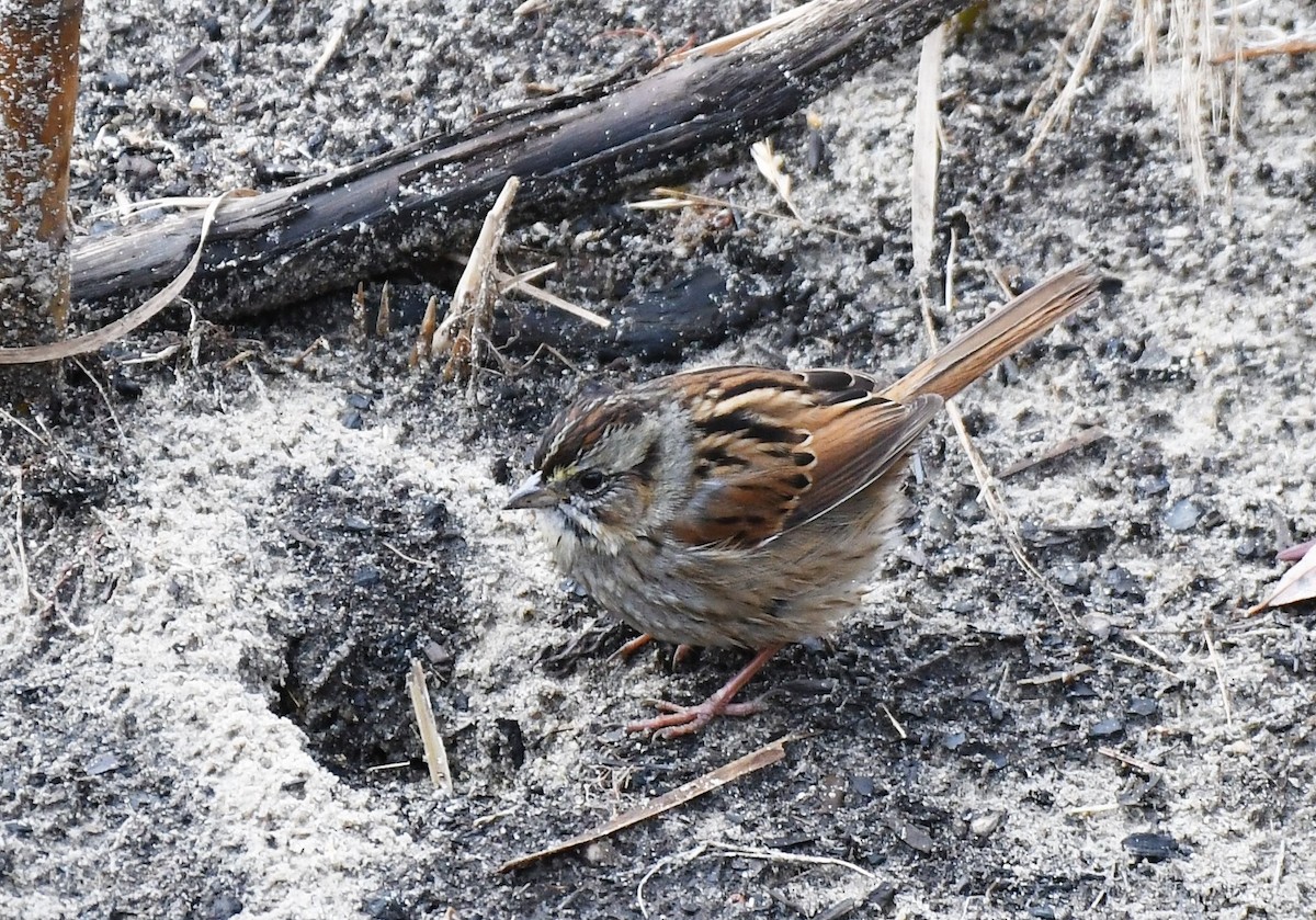 Swamp Sparrow - ML525737421