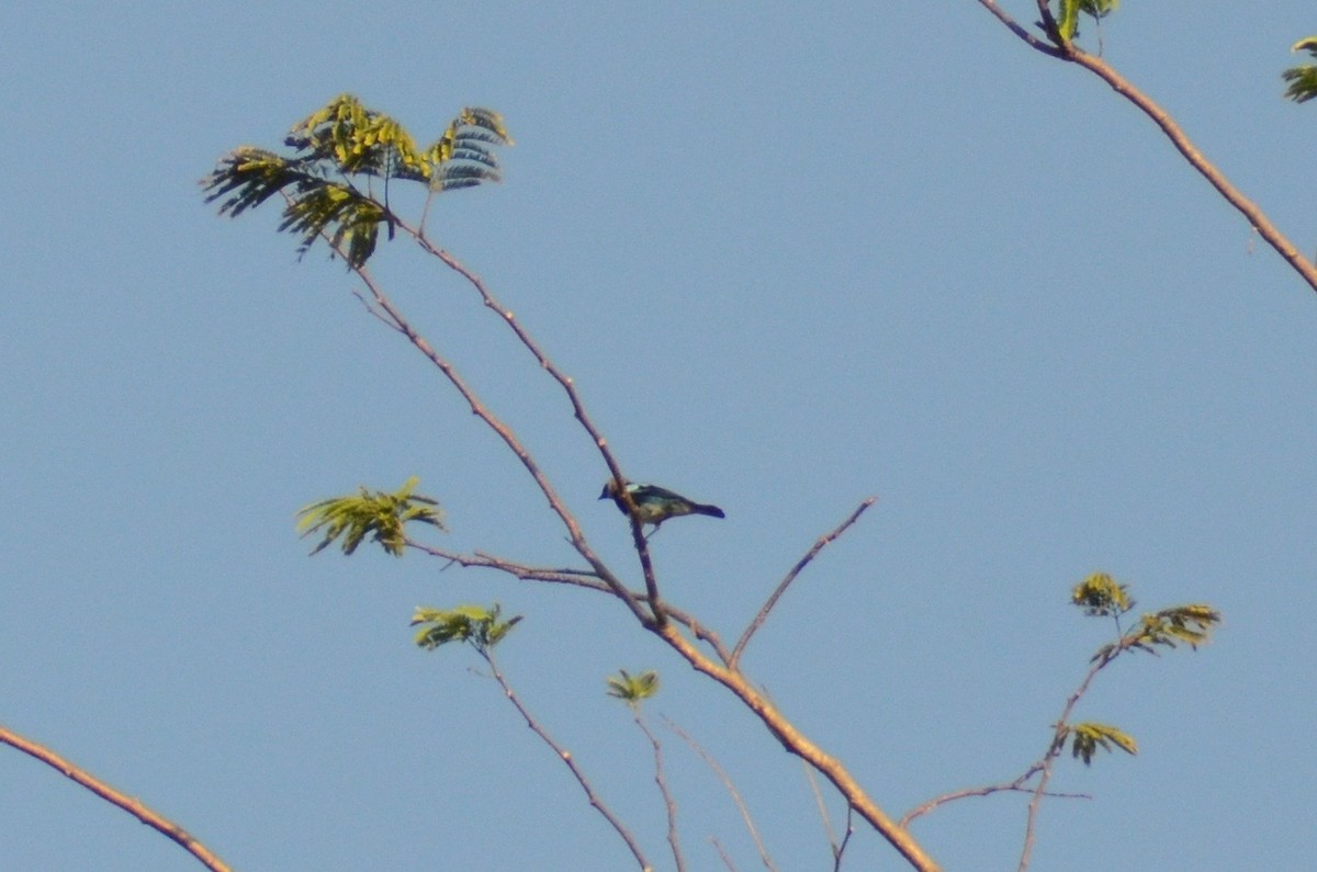 Golden-hooded Tanager - Tye Jeske