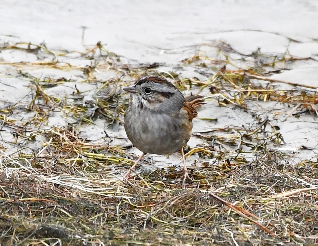 Swamp Sparrow - David True