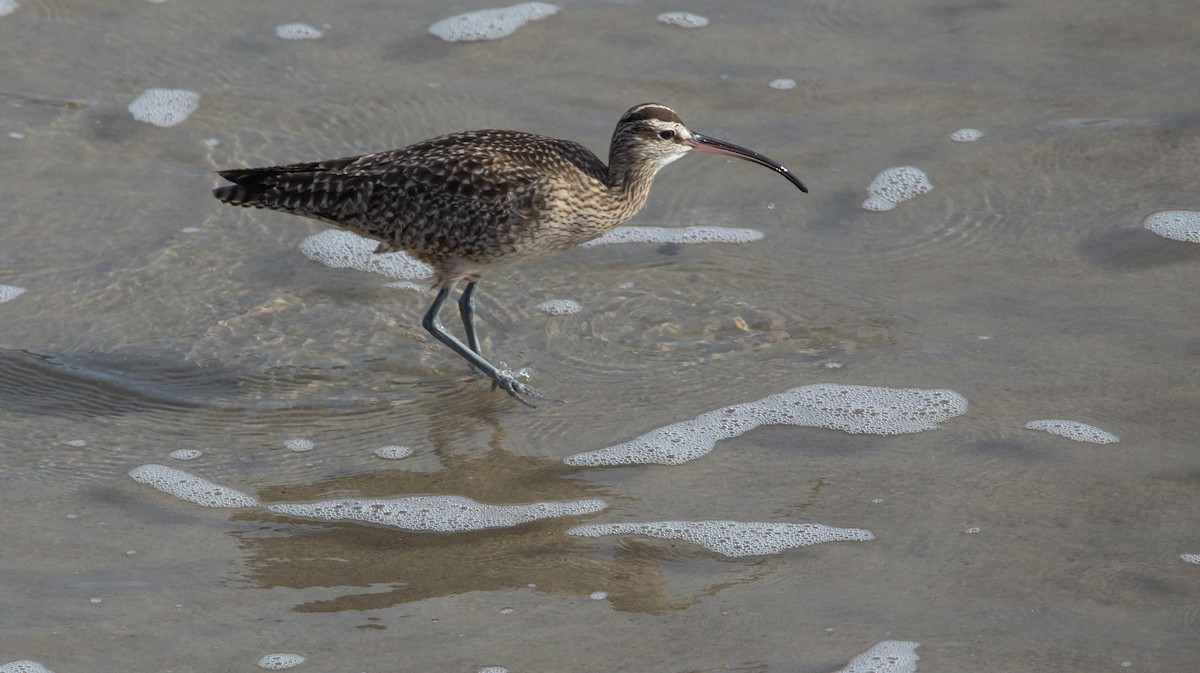 Regenbrachvogel - ML525738031