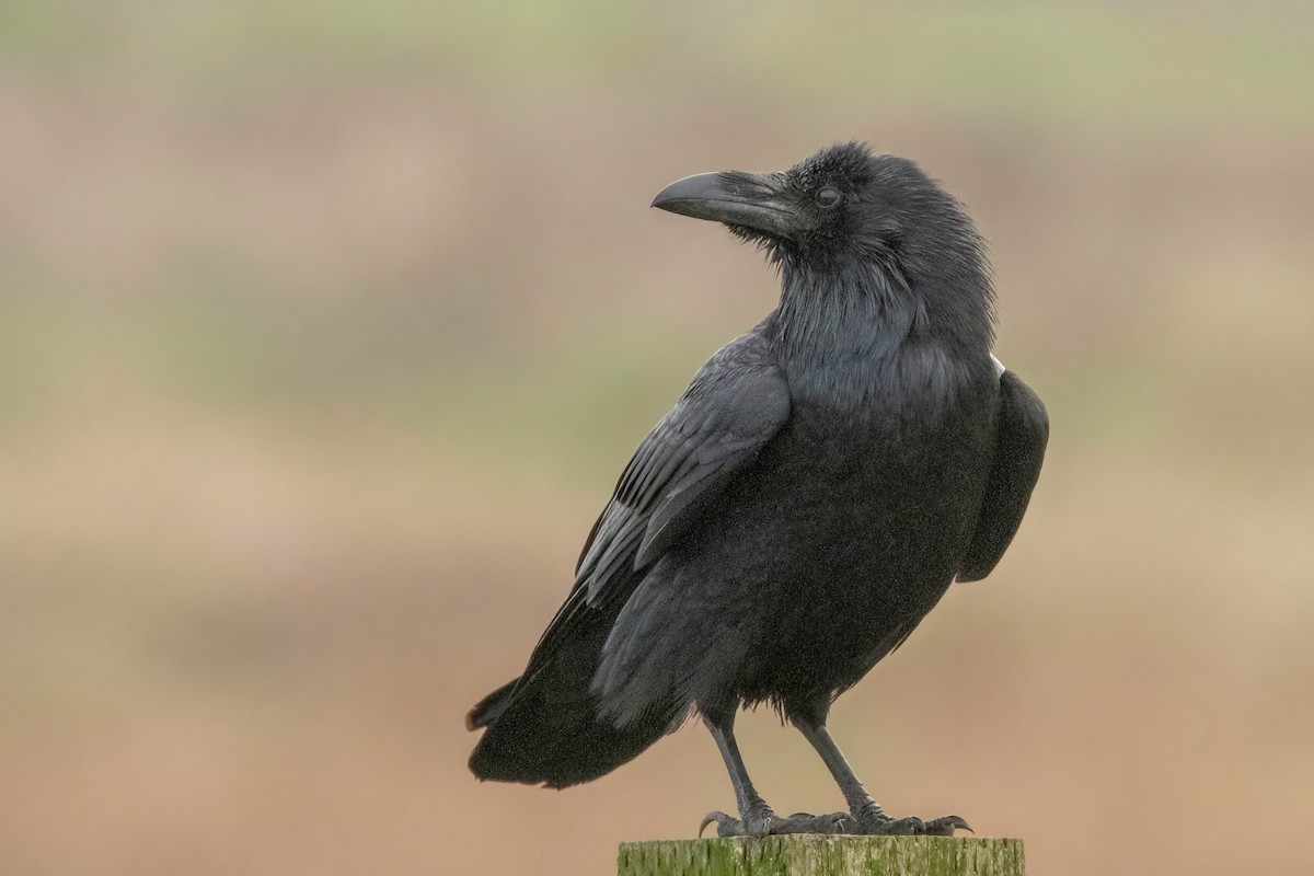 Common Raven - ML525738351