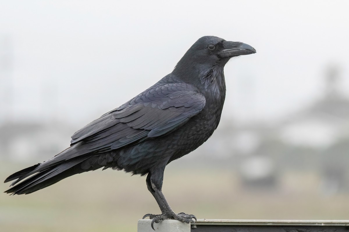 Common Raven - ML525738391