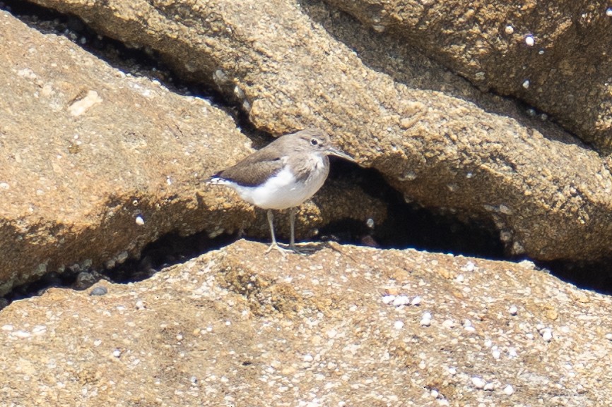 Common Sandpiper - ML525739021