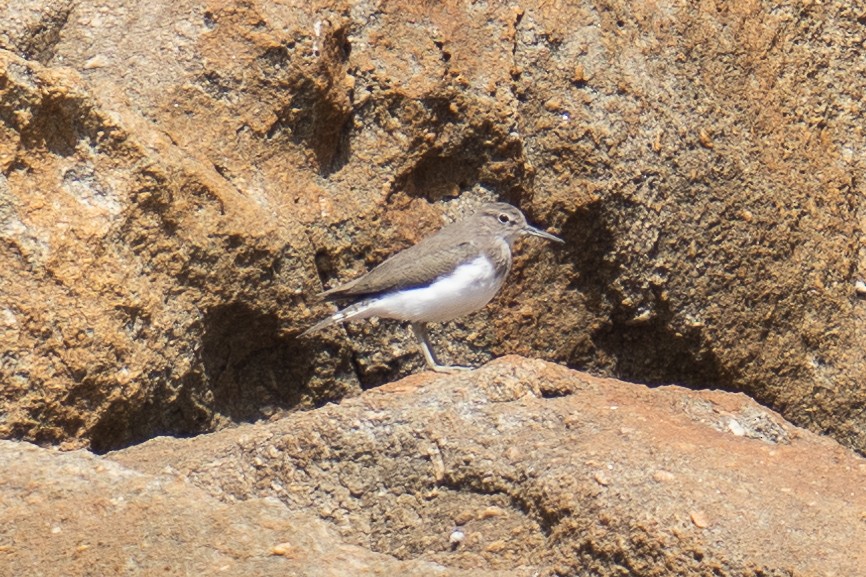 Common Sandpiper - ML525739031