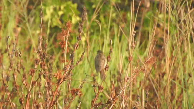 Sedge Warbler - ML525739051