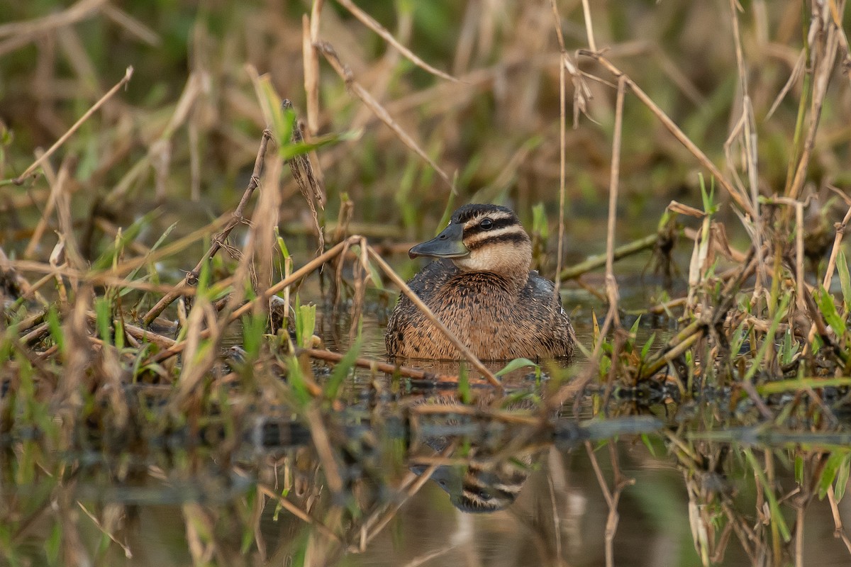 Masked Duck - ML525740591