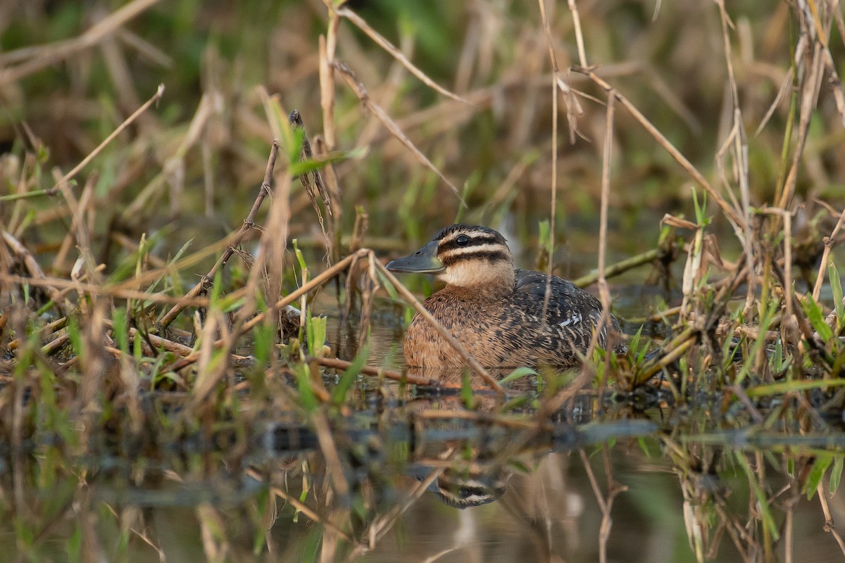 Masked Duck - ML525740621