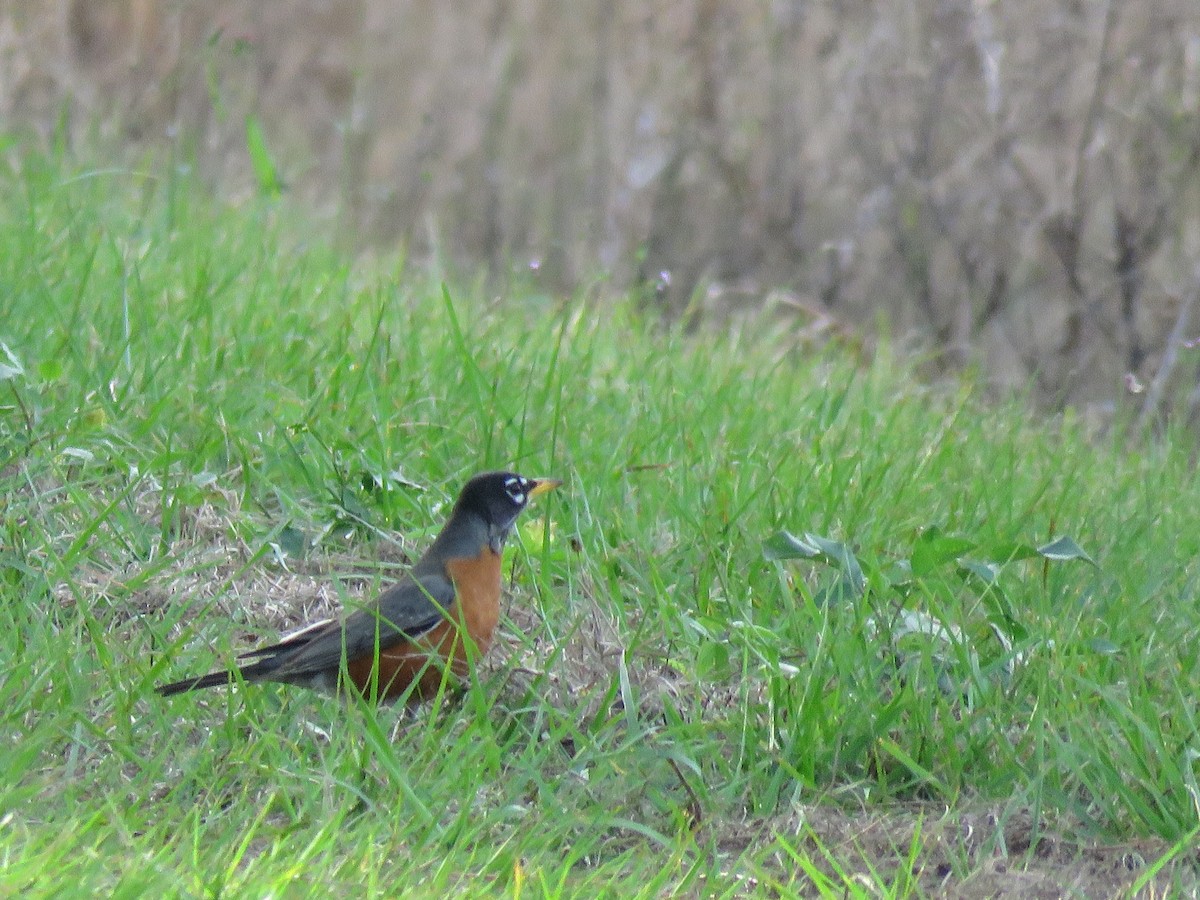 American Robin - ML525740651