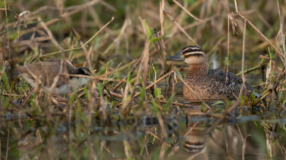 Masked Duck - ML525740661