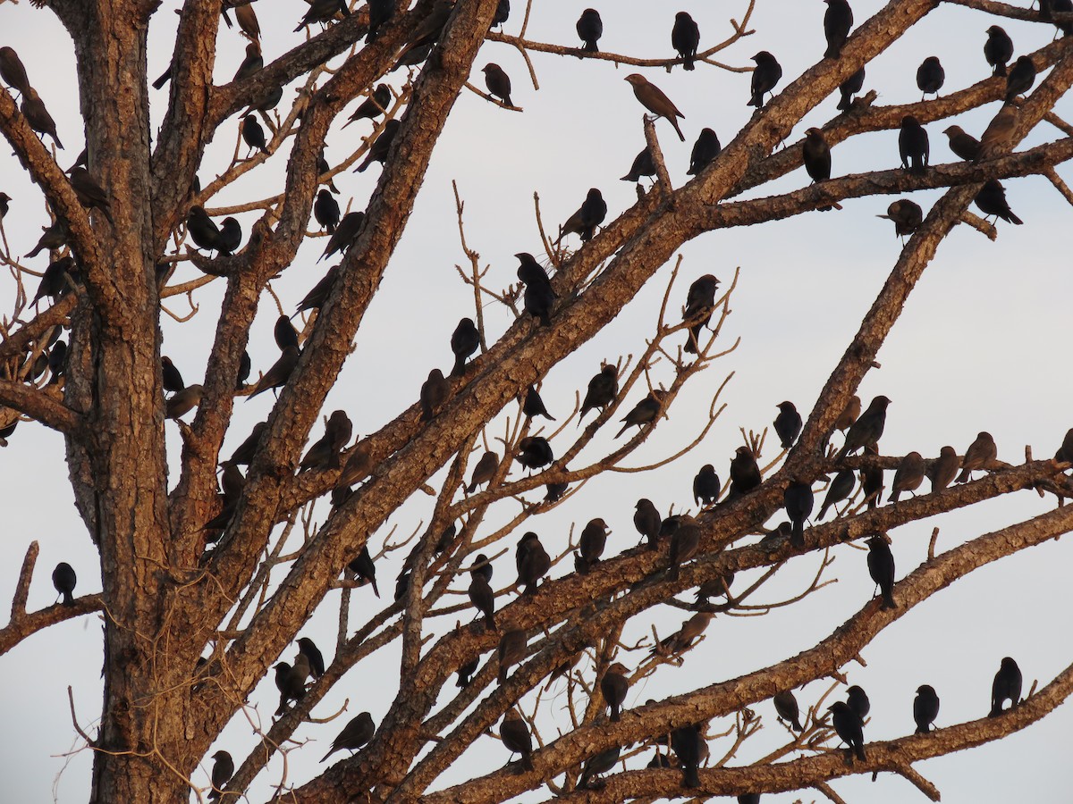 Brown-headed Cowbird - ML525740961